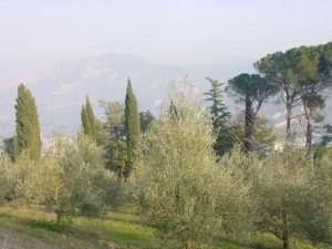 Casola Valsenio - Azienda Agricola Linguerri Giorgio 