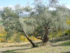 Modigliana (San Martino in Monte) - Azienda Agricola Gamberi Ezio 