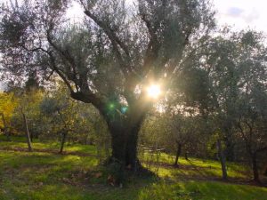 Rimini - Azienda Agricola Frontali Gualtiero 