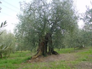 San Clemente - Azienda Agricola Binotti Giuseppe