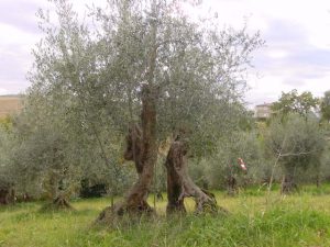 Rimini - Azienda Agricola Aluigi Sergio 