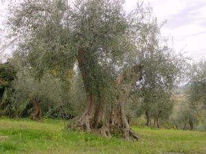 Rimini - Azienda Agricola Aluigi Sergio