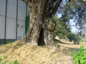 Coriano - Azienda Agricola Belluoccio Armando