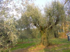 Rimini - Azienda Agricola Frontali Gualtiero 