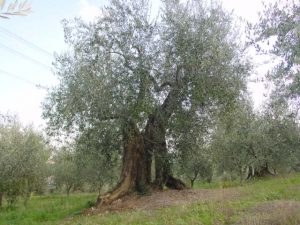 San Clemente - Azienda Agricola Binotti Giuseppe