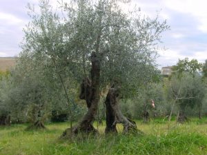 Rimini - Azienda Agricola Aluigi Sergio 