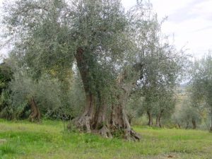 Rimini - Azienda Agricola Aluigi Sergio