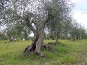 Rimini - Azienda Agricola Aluigi Sergio 