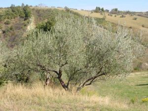 Castrocaro Terme e Terra del Sole - Azienda Agricola Landi Marzia