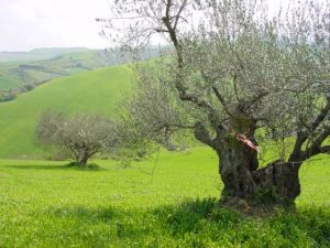 Castrocaro Terme e Terra del Sole - Azienda Agricola Paganelli - Pizzigati