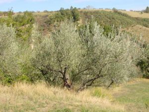 Castrocaro Terme e Terra del Sole - Azienda Agricola Landi Marzia