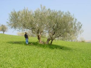 Castrocaro Terme e Terra del Sole - Azienda Agricola Paganelli - Pizzigati