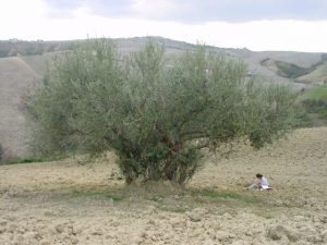 Castrocaro Terme e Terra del Sole - Azienda Agricola Paganelli - Pizzigati