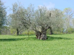 Castrocaro Terme e Terra del Sole - Azienda Agricola Paganelli - Pizzigati