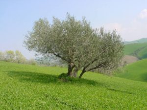 Castrocaro Terme e Terra del Sole - Azienda Agricola Paganelli - Pizzigati