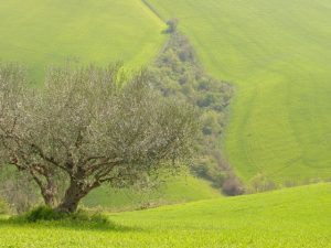 Castrocaro Terme e Terra del Sole - Azienda Agricola Paganelli - Pizzigati