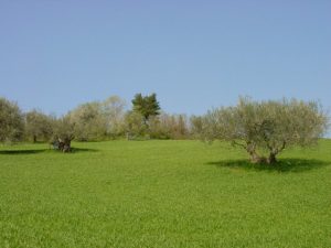 Castrocaro Terme e Terra del Sole - Azienda Agricola Paganelli - Pizzigati