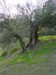 Brisighella - Azienda Agricola Tedioli Luigi 