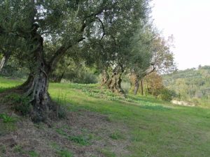 Brisighella - Azienda Agricola Tedioli Luigi 