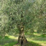 Covignano - Azienda Agricola Fabbri Maria Luigia