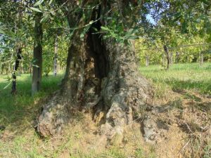 Covignano - Azienda Agricola Fabbri Maria Luigia 