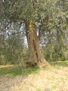 Longiano - Azienda Agricola Baldazzi Denis Longiano - Azienda Agricola Baldazzi Denis 