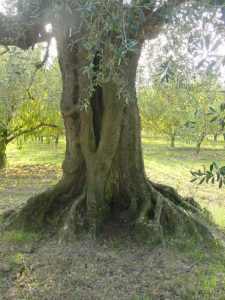 Longiano - Azienda Agricola Baldazzi Denis 