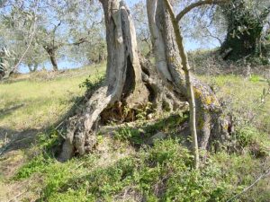 Saludecio - Azienda Agricola Calesini Amato 