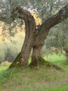 Roncofreddo - Azienda Agricola Baldiserri Davide