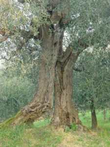 Roncofreddo - Azienda Agricola Baldiserri DavideRoncofreddo - Azienda Agricola Baldiserri Davide