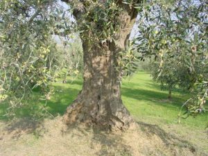 Poggio Berni - Azienda Agricola Barducci Giuliano