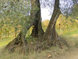 Roncofreddo - Azienda Agricola Baldiserri Davide