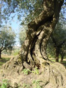 Montescudo - Azienda Agricola Conti Enrico 