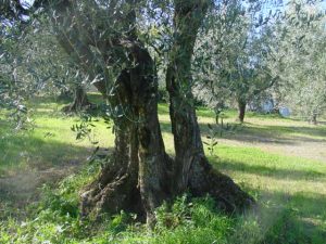 Montescudo - Azienda Agricola Conti Enrico