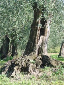 Montescudo - Azienda Agricola Conti Enrico 