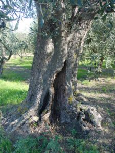 Montescudo - Azienda Agricola Conti Enrico 