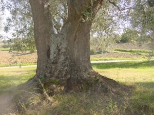 Montescudo - Azienda Agricola Conti Enrico