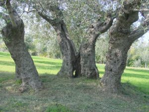 Poggio Berni - Azienda Agricola Barducci Giuliano 