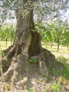 Montescudo - Azienda Agricola Conti Enrico 