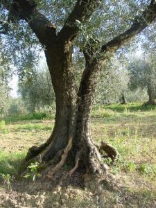 Rimini - Azienda Agricola Gabrielli Venerina 