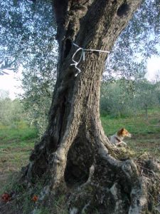 Rimini - Azienda Agricola Gabrielli Venerina