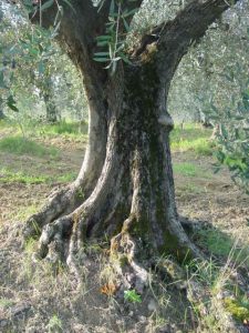 Rimini - Azienda Agricola Gabrielli Venerina 