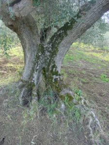 Rimini - Azienda Agricola Gabrielli Venerina 