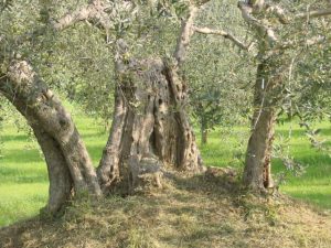 Poggio Berni - Azienda Agricola Barducci Giuliano 