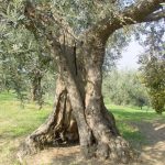 Poggio Berni - Azienda Agricola Barducci Giuliano