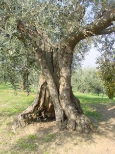 Poggio Berni - Azienda Agricola Barducci Giuliano 