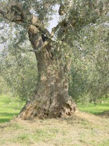 Poggio Berni - Azienda Agricola Barducci Giuliano