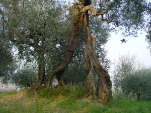 Roncofreddo - Azienda Agricola Baldiserri Davide