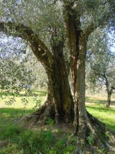 Montescudo - Azienda Agricola Conti Enrico 