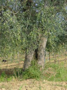 Longiano - Azienda Agricola Brigliadori Pietro